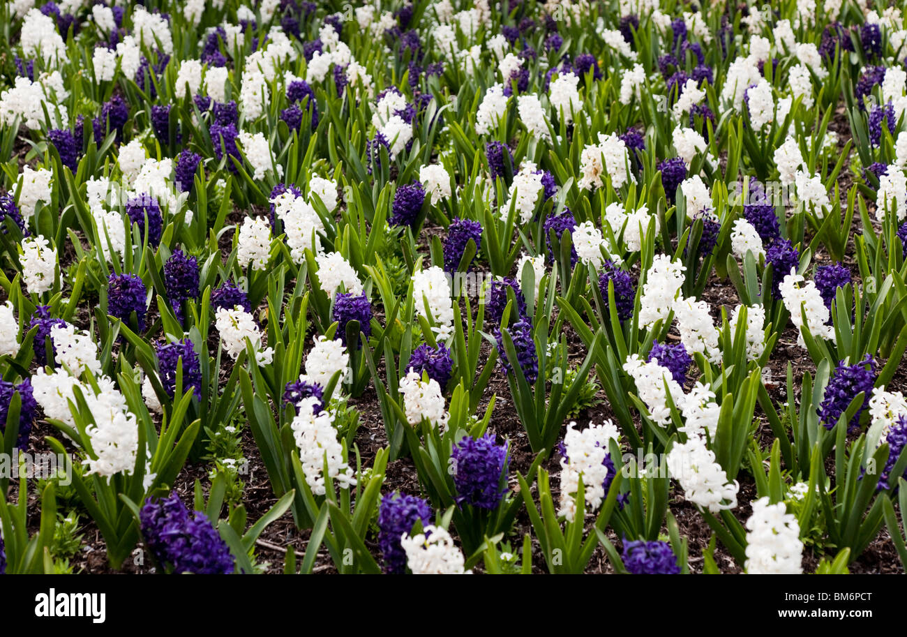 Weiße und blaue Hyazinthe für Hintergrund Stockfoto