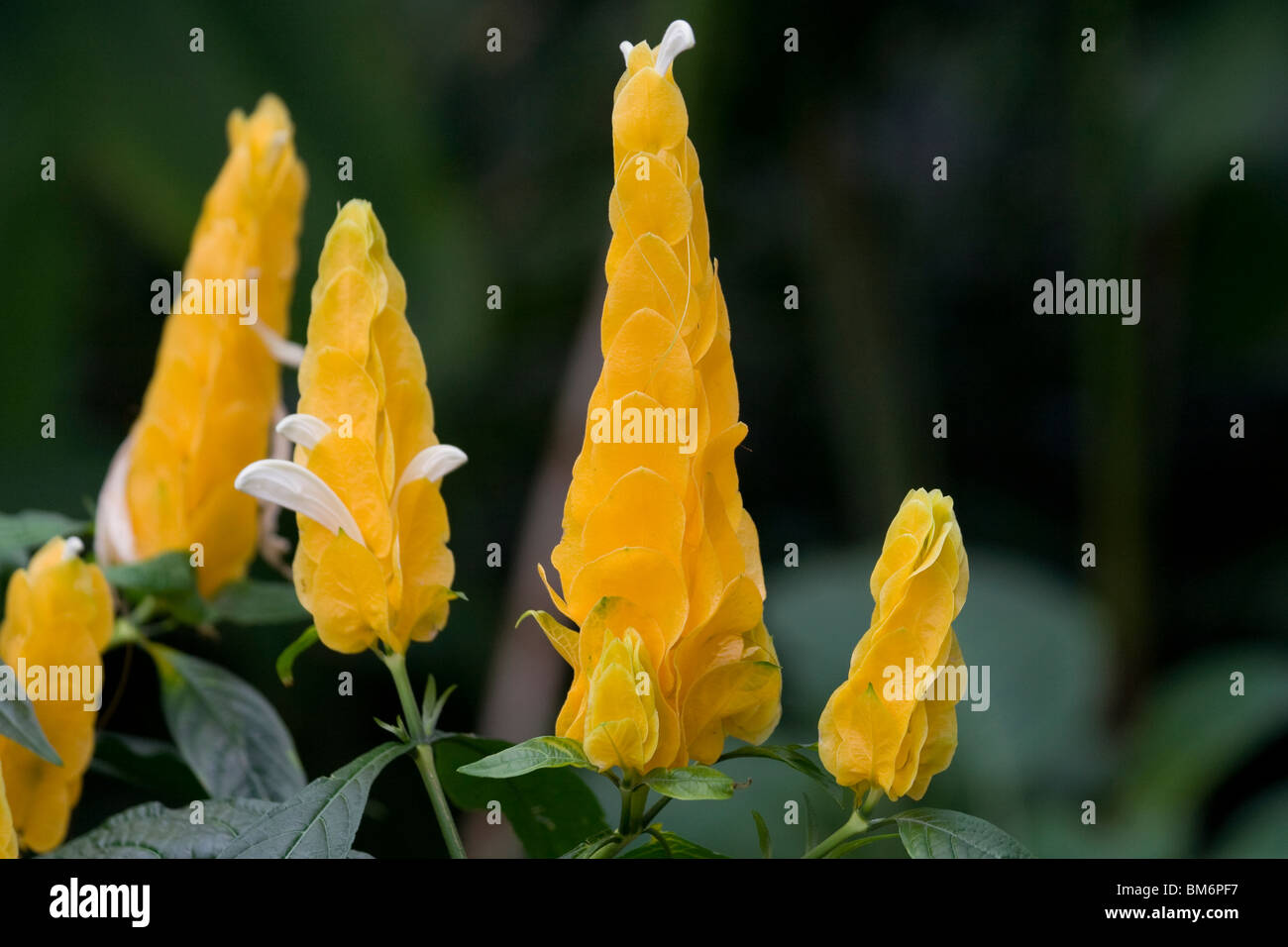 Goldene Kerze, Pachystachys Lutea, Lutscher Pflanze Stockfoto