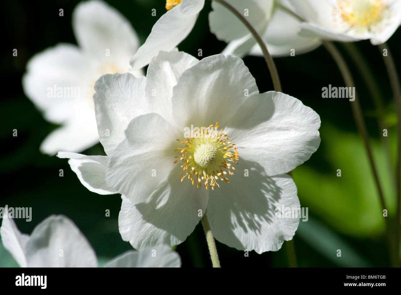 Schneeglöckchen-Anemone (Anemone Sylvestris) Stockfoto