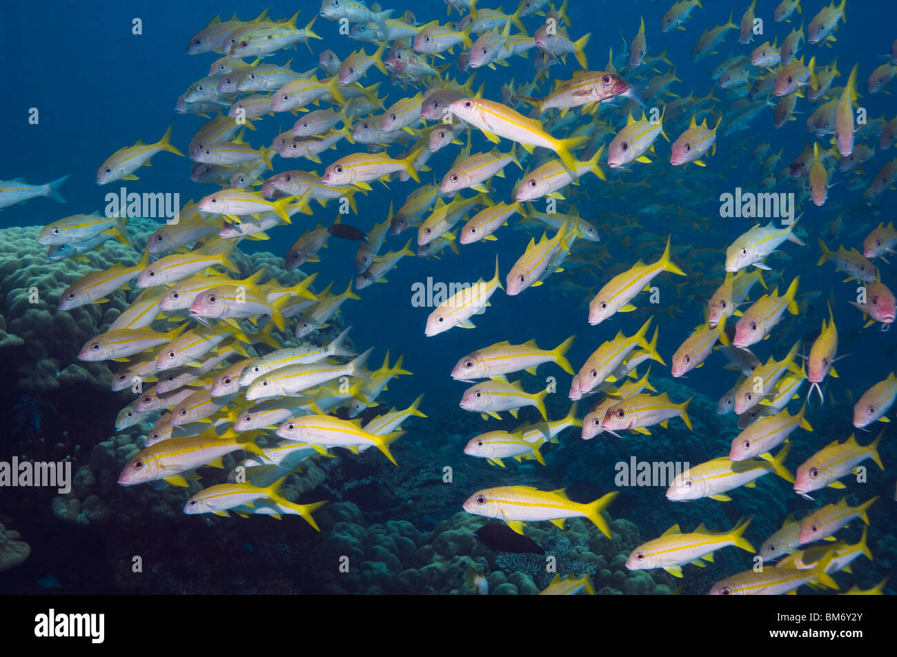 Yellowfin Goatfish (Mulloidchthys guentheri). Andamanensee, Thailand. Stockfoto
