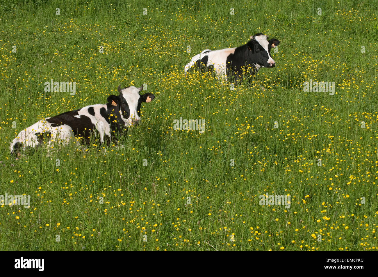 Junge Kühe in der Wiese in der Nähe von Frankreich Stockfoto