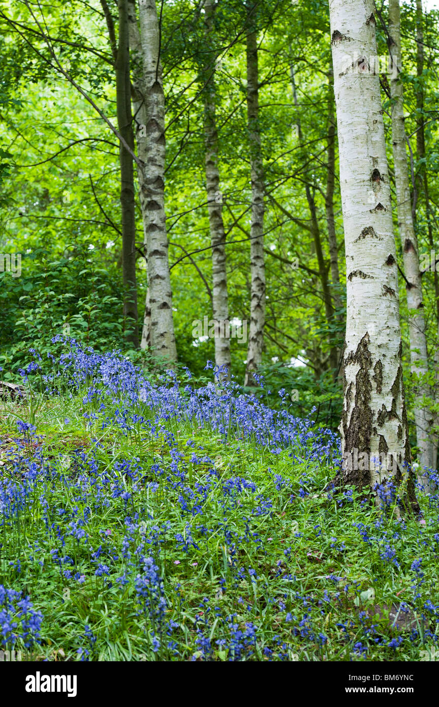 Hyacinthoides non Scripta. Glockenblumen in unter Silber Birken. RHS Wisley Gärten, England Stockfoto