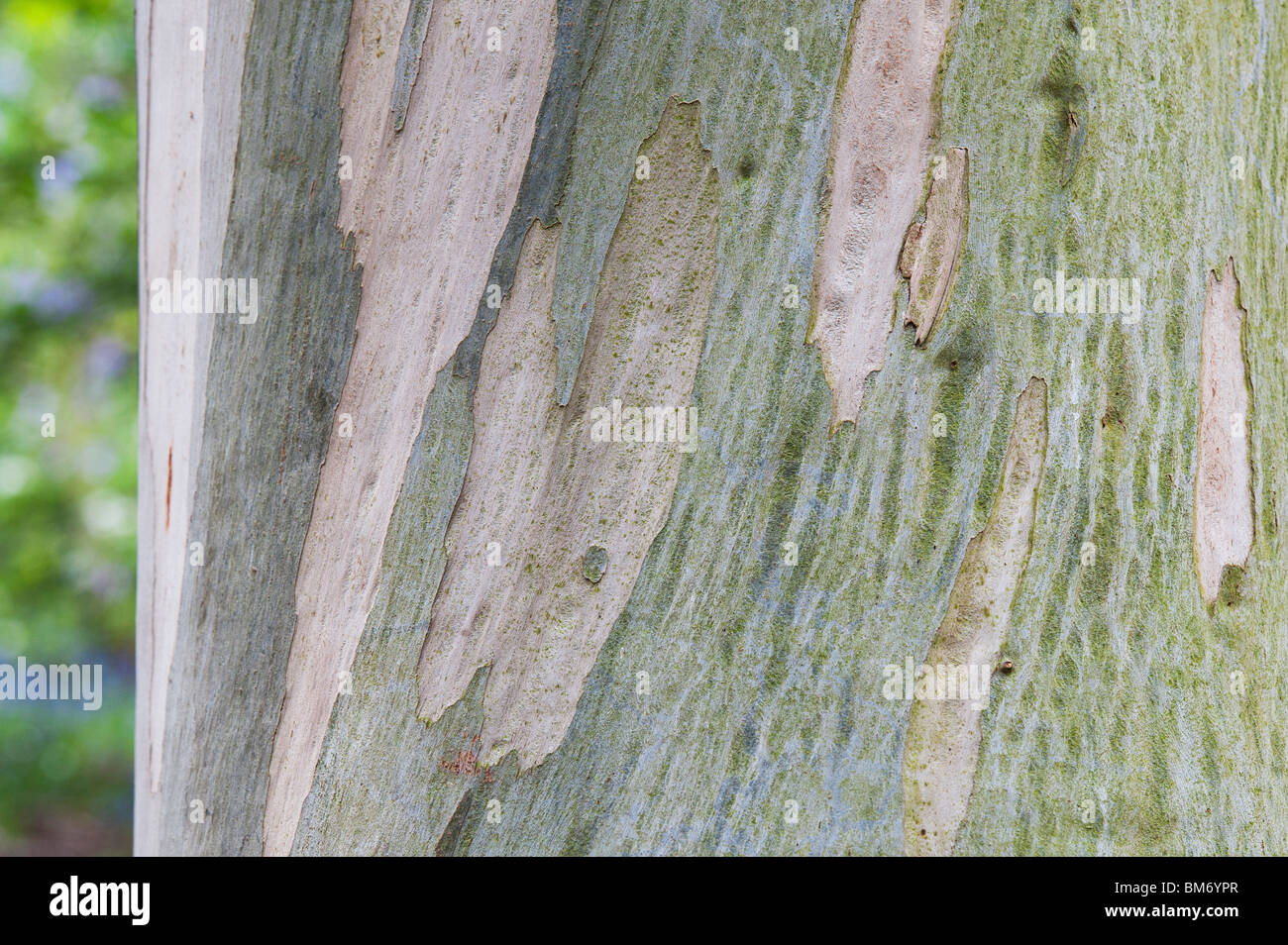 Eukalyptus glaucescens. Tingiringi Gummi Baumrinde Stockfoto
