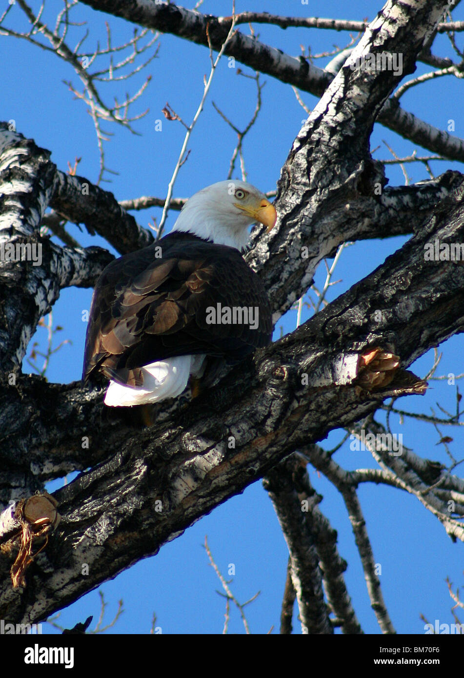 Weißkopf-Seeadler in Wildnis in Wyoming USA Stockfoto