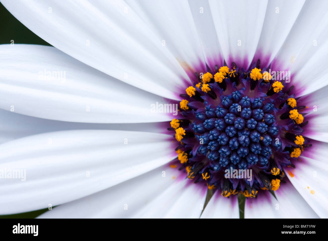 Eine Nahaufnahme der schöne weiße Blume mit lila-center Stockfoto