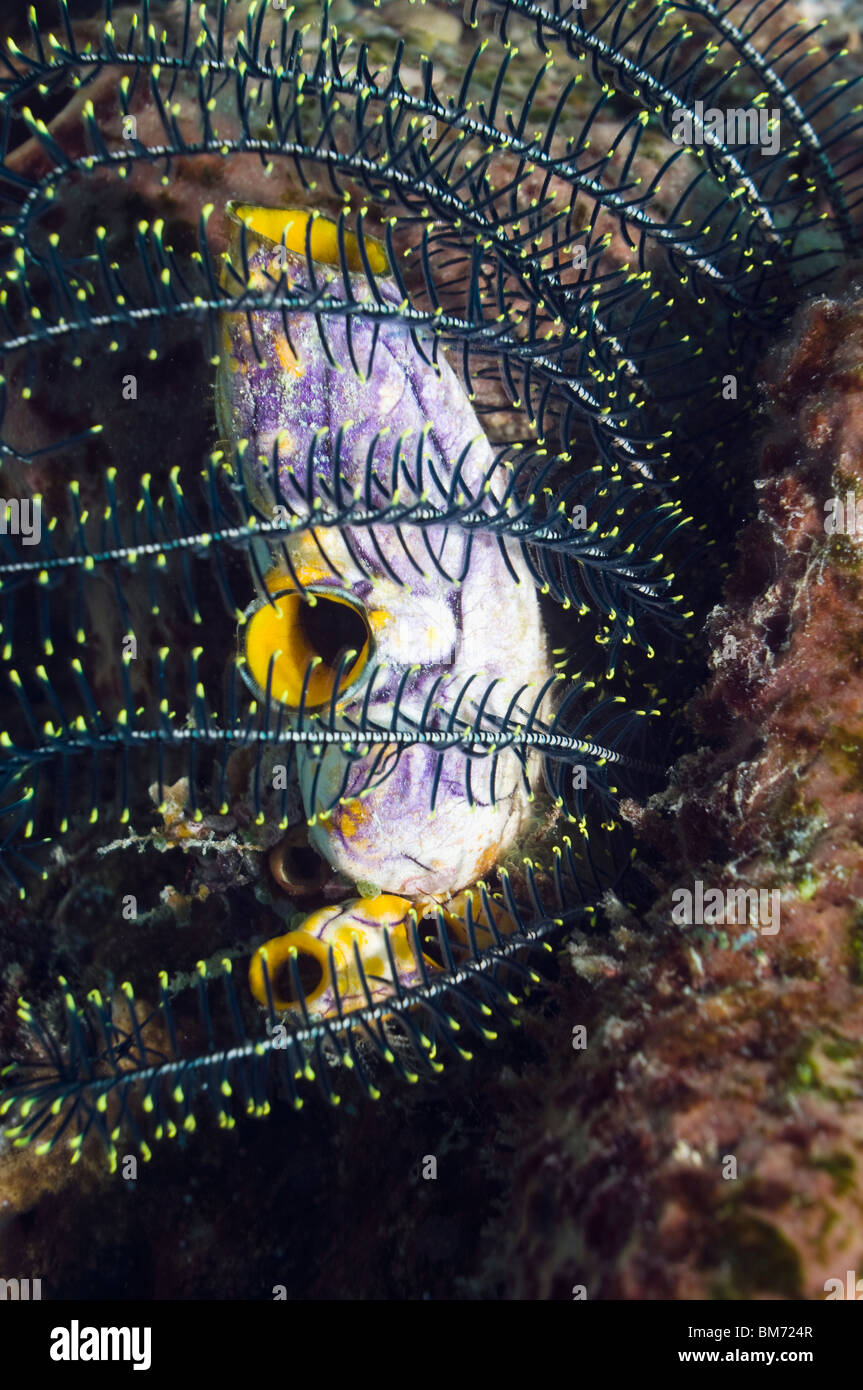 Manteltier oder Seescheide Polycarpa Aurata. Misool, Raja Ampat, West