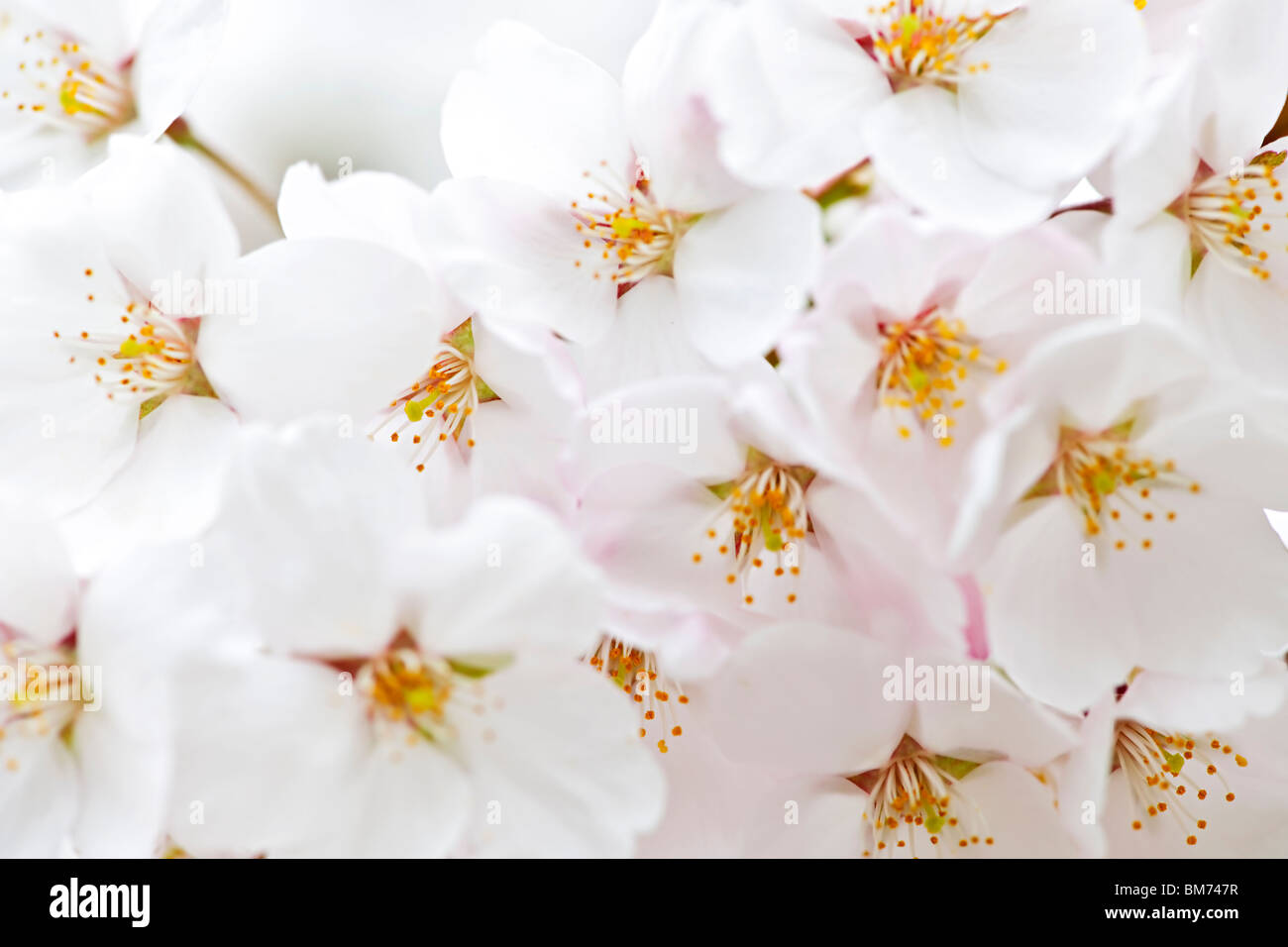 Zarte Apfelblüten im Frühling Baum hautnah Stockfoto