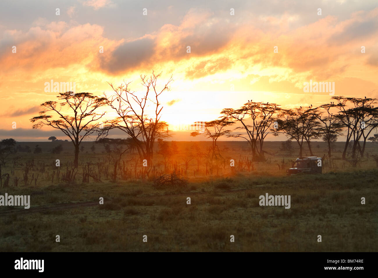 Safari-Fahrt am Morgen Stockfoto