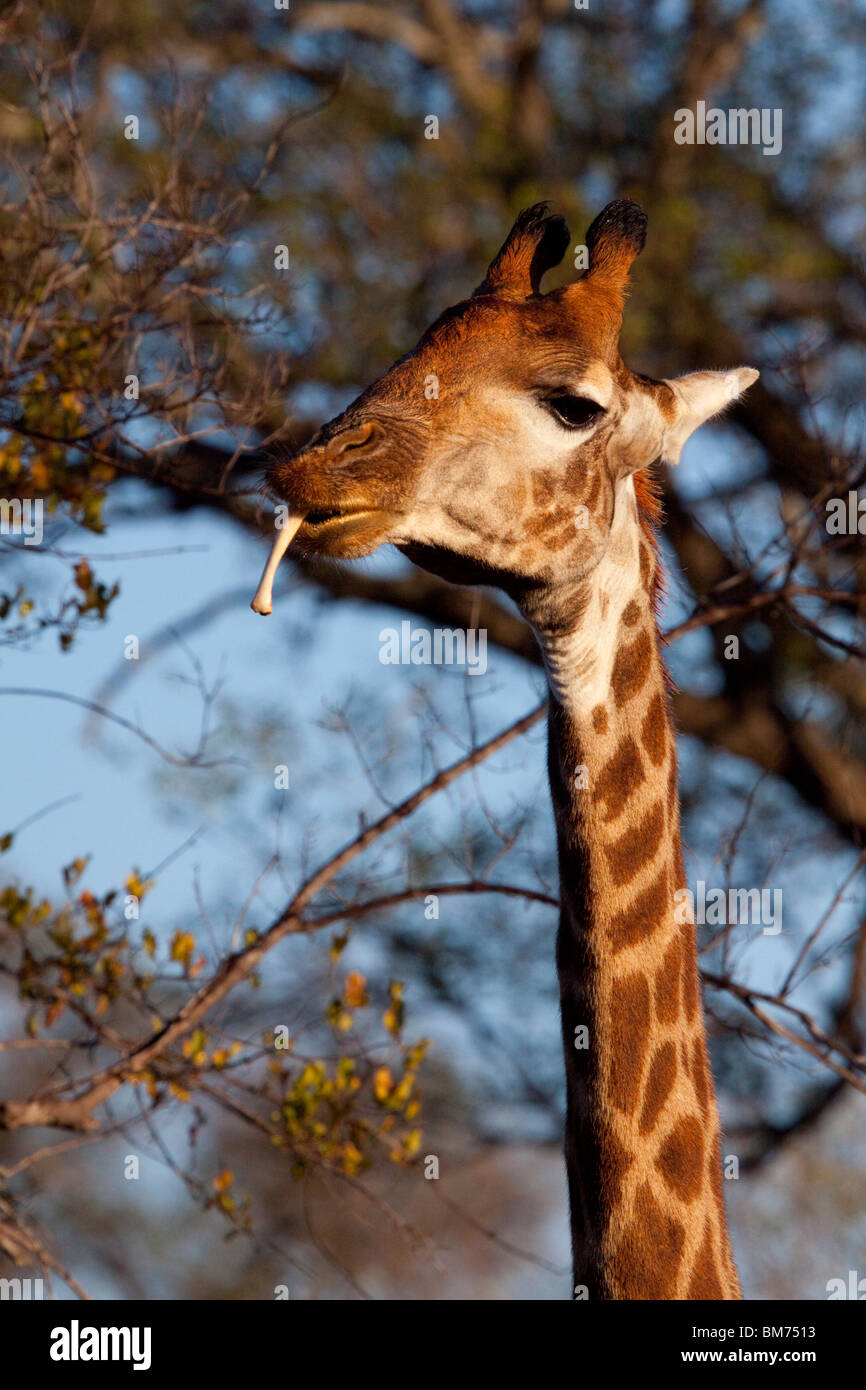 Giraffe (Giraffa Giraffe). Giraffe Kauen einen Knochen Kalzium erhalten. Osteophagia oder Osteophagy. Stockfoto