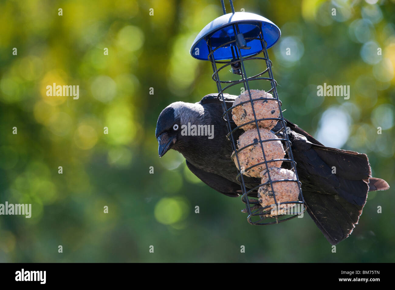 Corvus monedula. Dohle auf einem suet ball Feeder in einen englischen Garten. Großbritannien Stockfoto