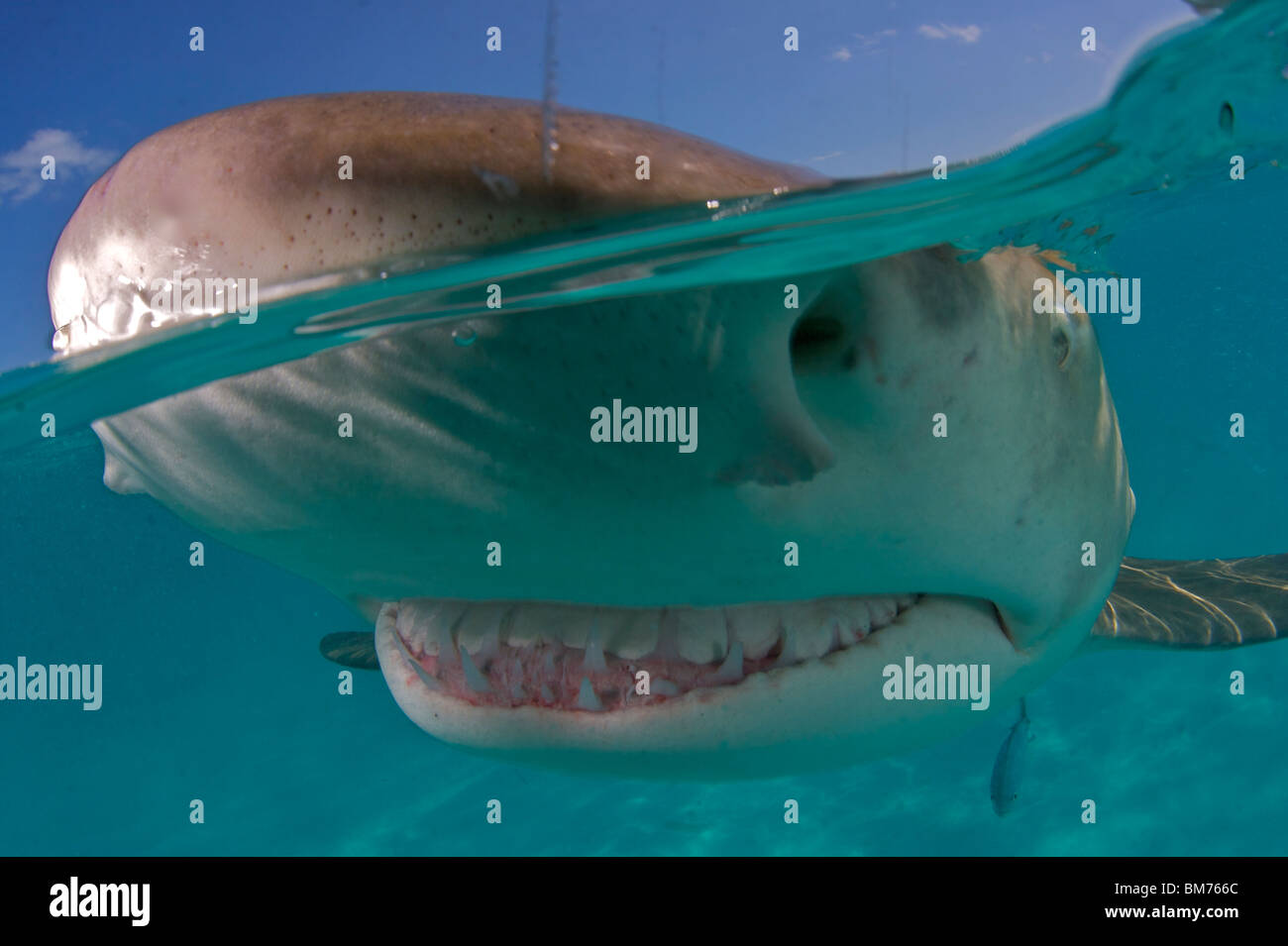 Zitrone Hai Negaprion Brevirostris Bahamas British West Indies Stockfoto