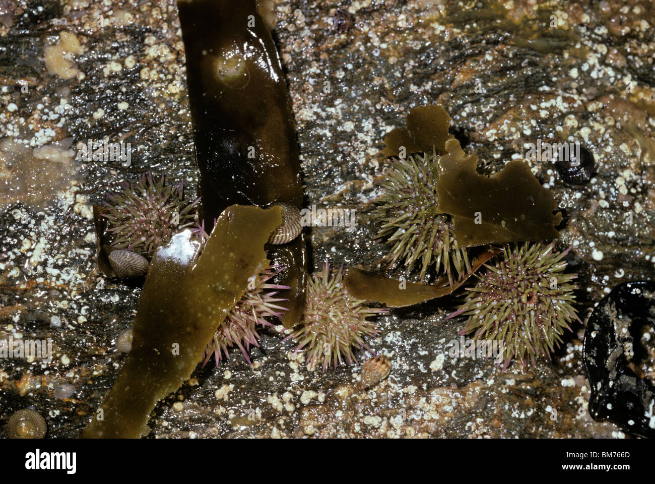 Grüne Seeigels (Psammechinus Miliaris) Gruppe mit Algen angehängt UK tarnen Stockfoto