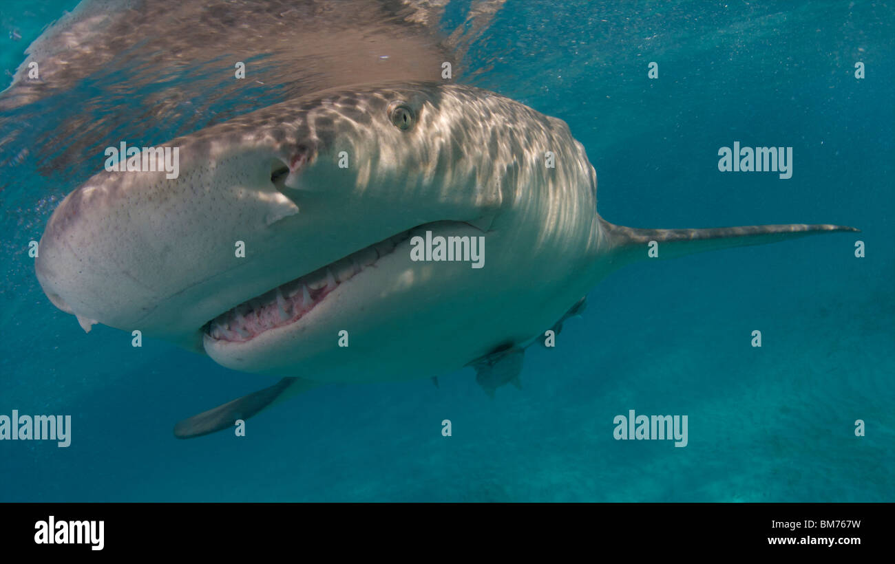 Zitrone Hai Negaprion Brevirostris Bahamas British West Indies Stockfoto