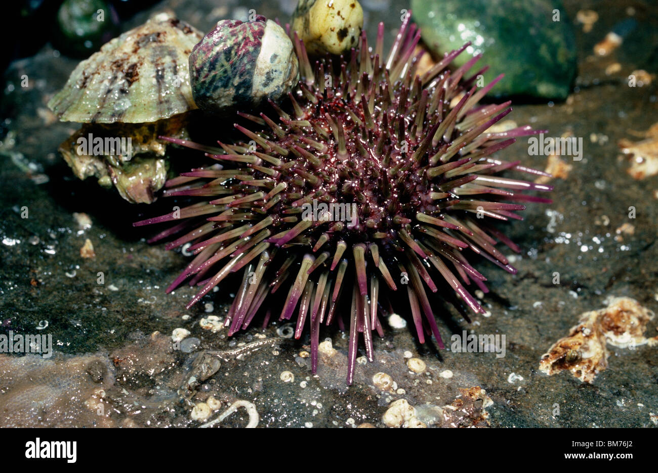 Grüne Seeigels (Psammechinus Miliaris) unter einem Rock UK Stockfoto