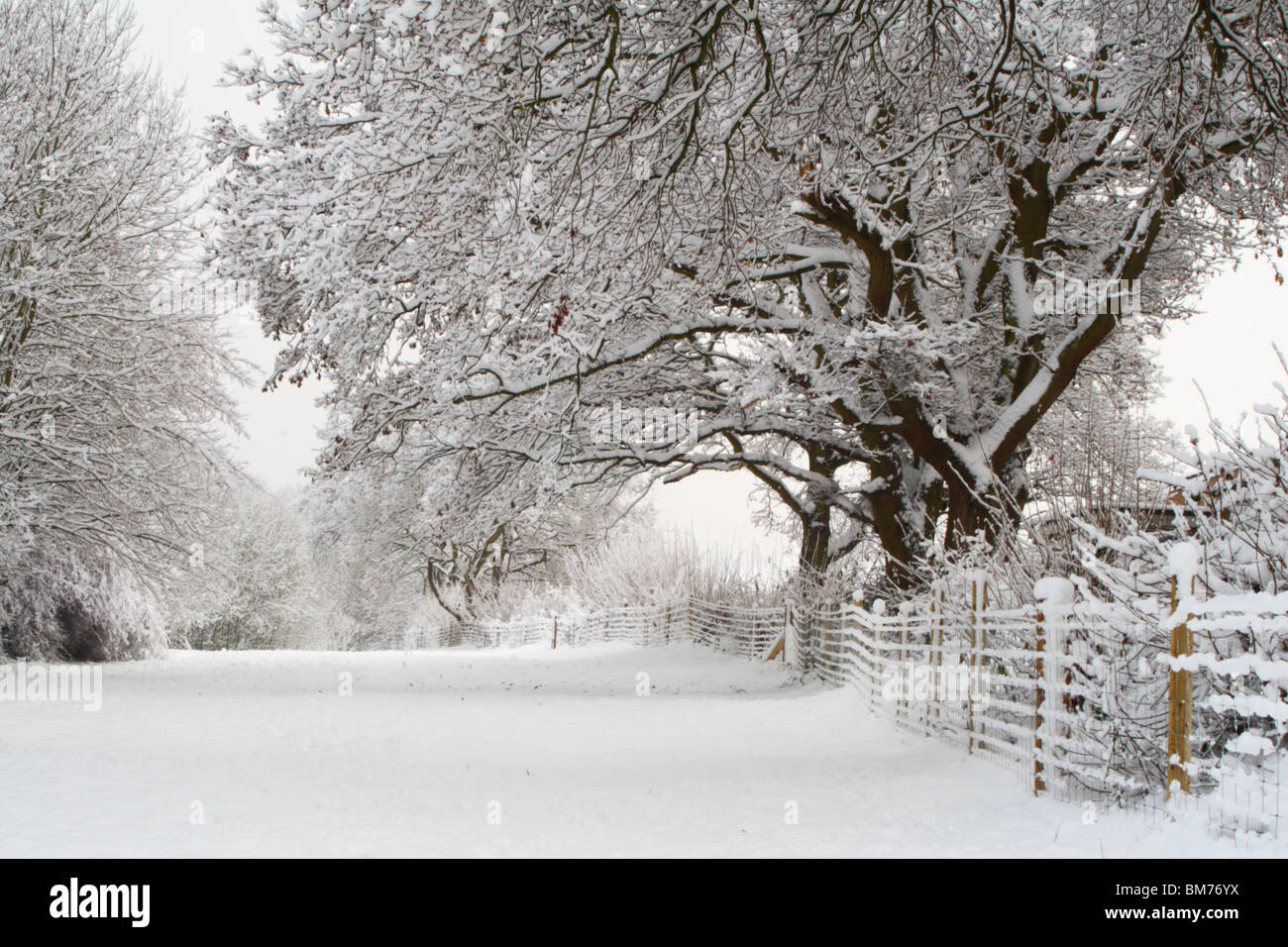 Winter Schneefall in Tinker Woods, Downley, High Wycombe, Buckinghamshire, Großbritannien Stockfoto