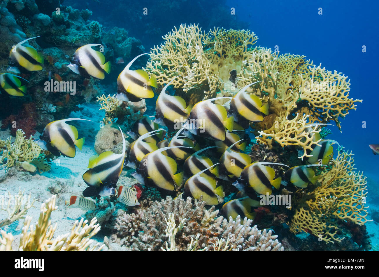 Rotes Meer Bannerfish (Heniochus Intermedius), Schule in Ruhe während des Tages am Korallenriff. Ägypten, Rotes Meer. Stockfoto