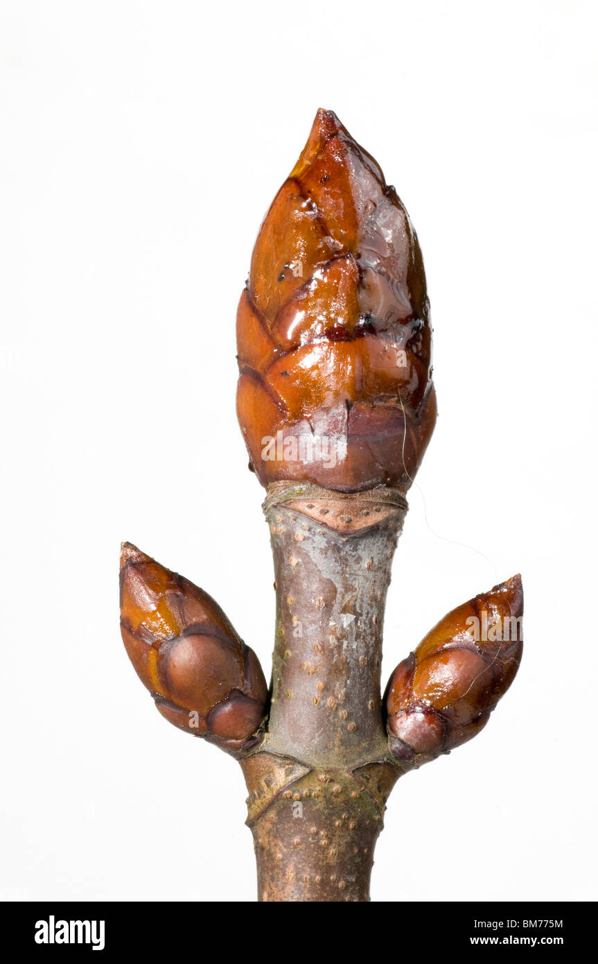 Knospen der Rosskastanie, Aesculus hippocastanum Stockfoto