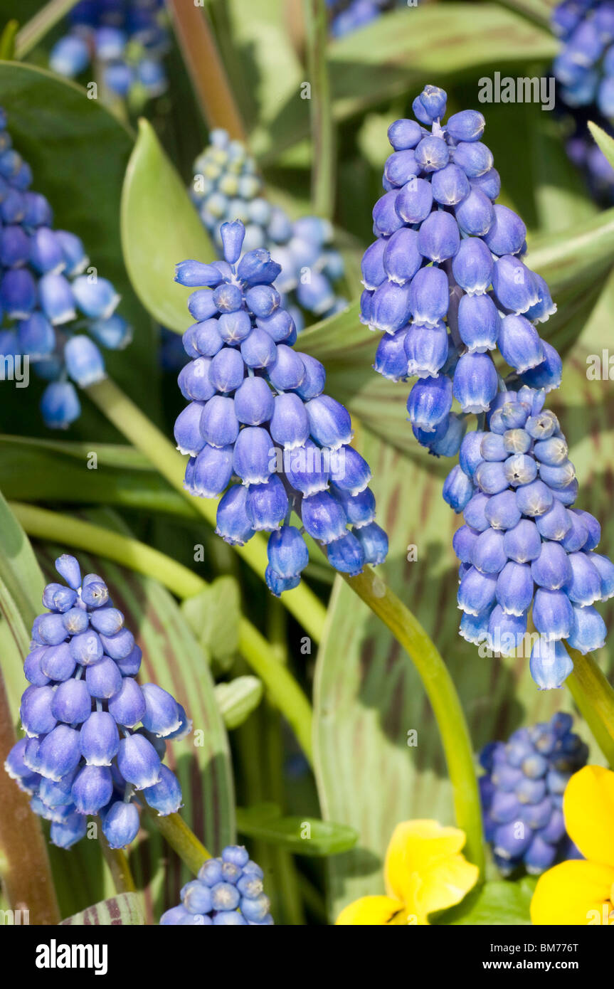 Leuchtend blaue Blüten von Muscari Armeniacum, Grape Hyacinth, im Frühjahr Stockfoto
