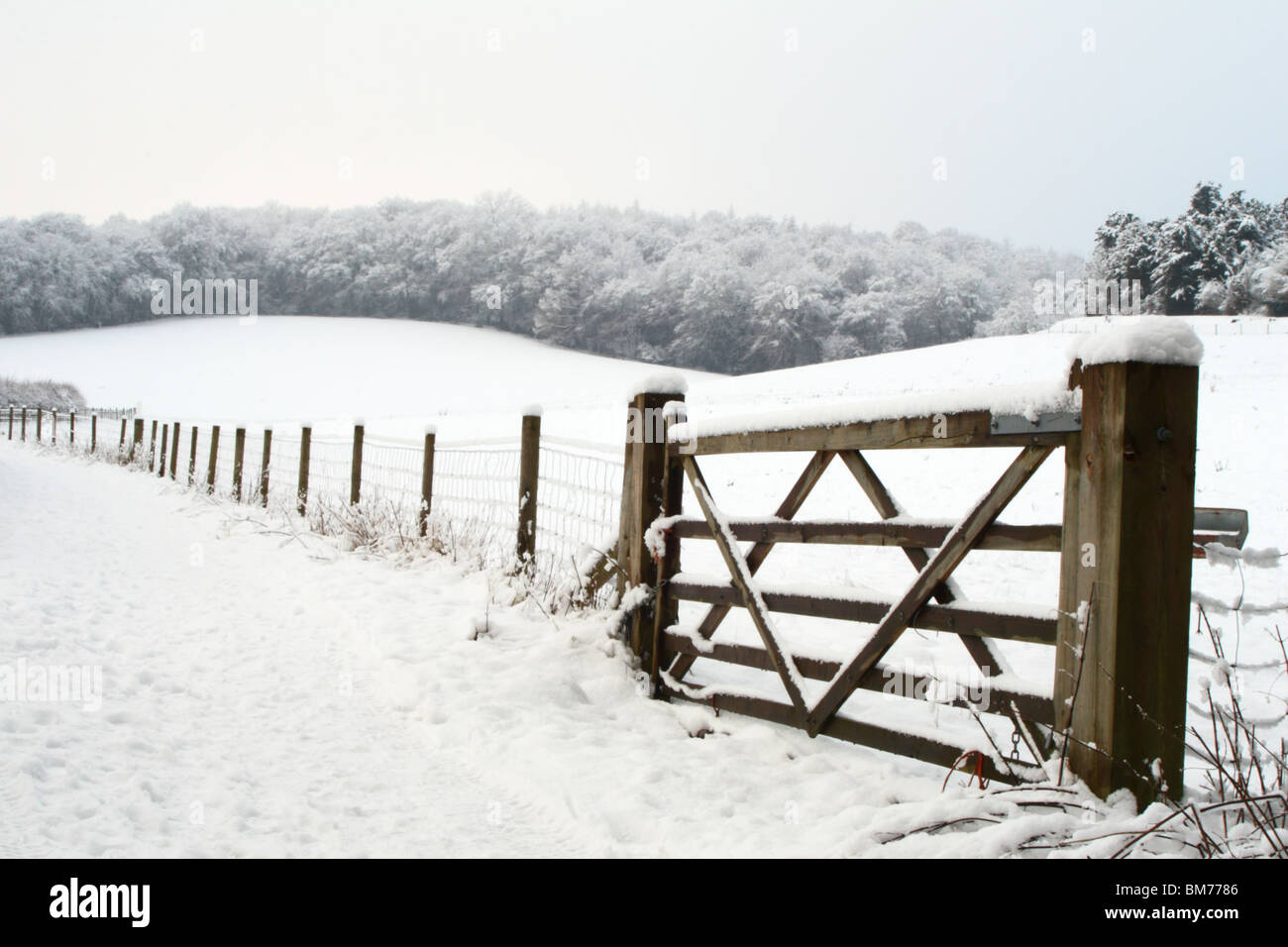 Winter Schneefall in Tinker Woods, Downley, High Wycombe, Buckinghamshire, Großbritannien Stockfoto