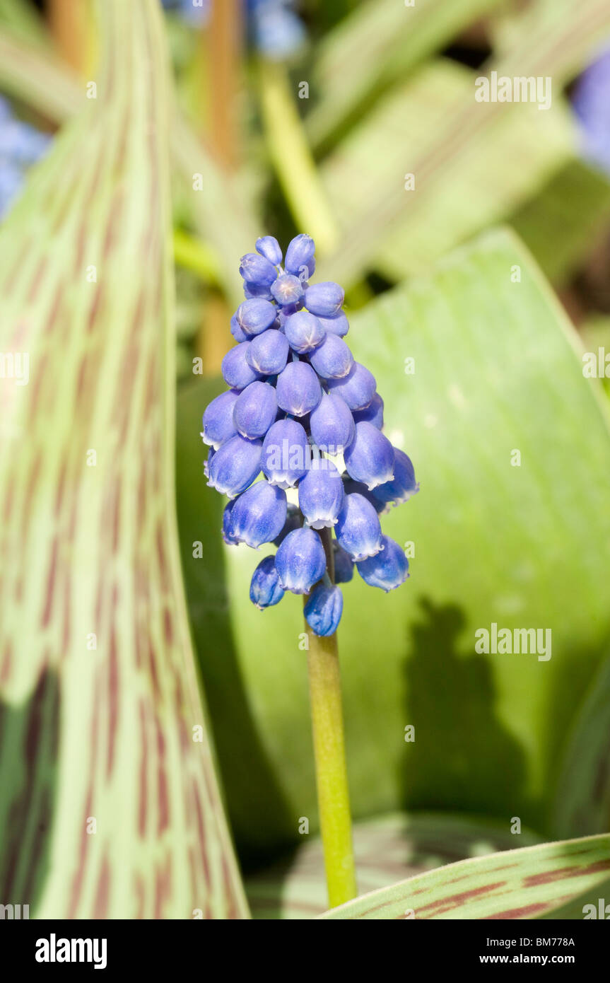 Helle blaue Blume der Muscari Armeniacum, Grape Hyacinth, im Frühjahr Stockfoto