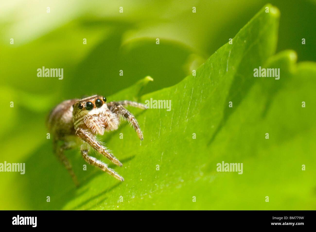 Springspinne an Rebstöcken Stockfoto