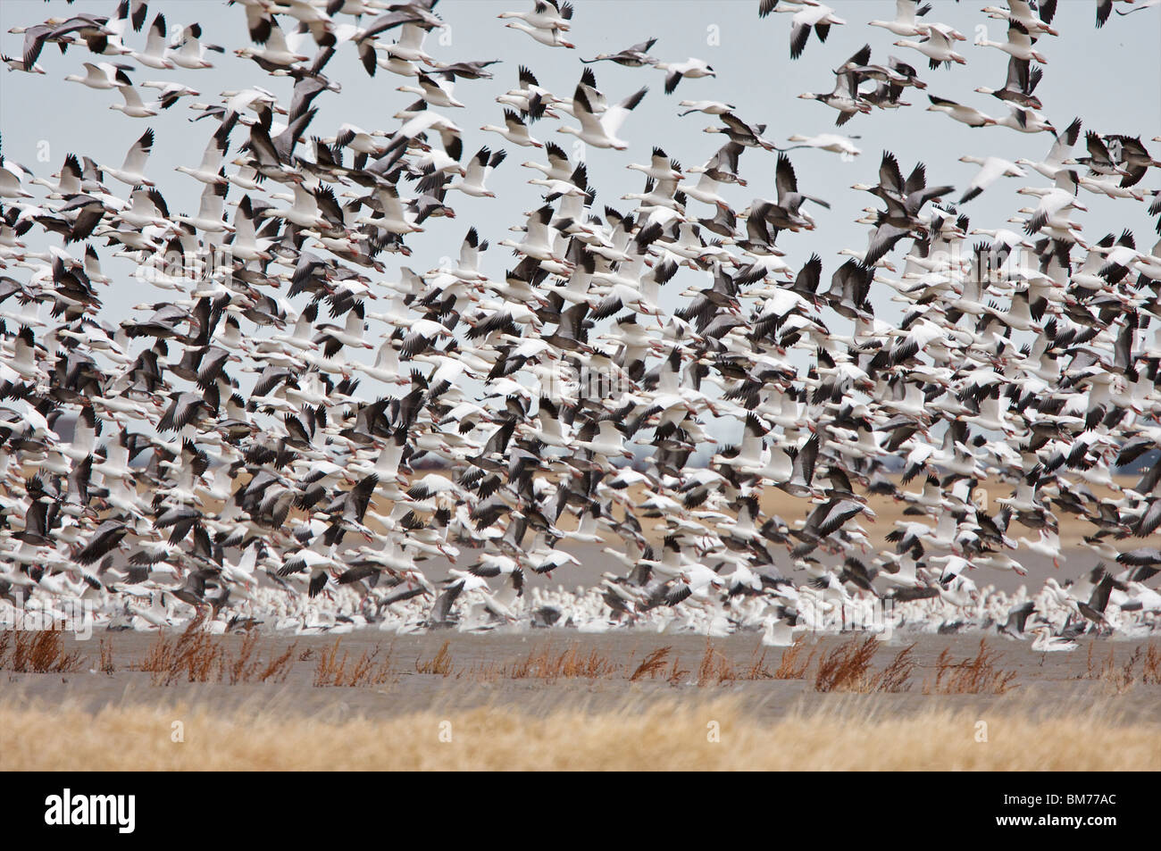 Migration-Abflug Schneegans Regina Saskatchewan Kanada Stockfoto