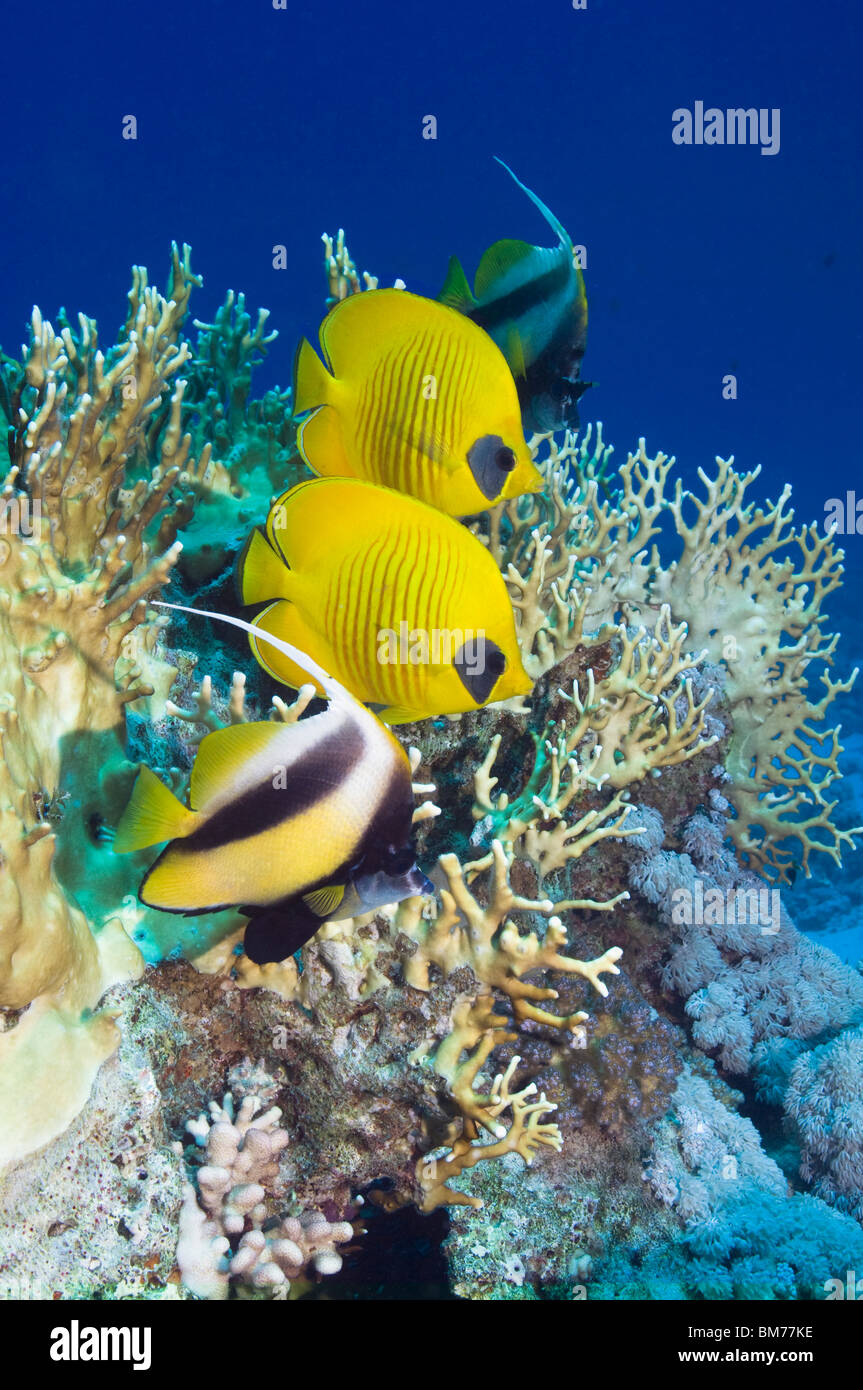 Goldene Butterflyfish paar und roten Meer Bannerfish über Korallenriff. Reichen Sie, Rotes Meer und Golf von Aden. Rotes Meer, Ägypten. Stockfoto
