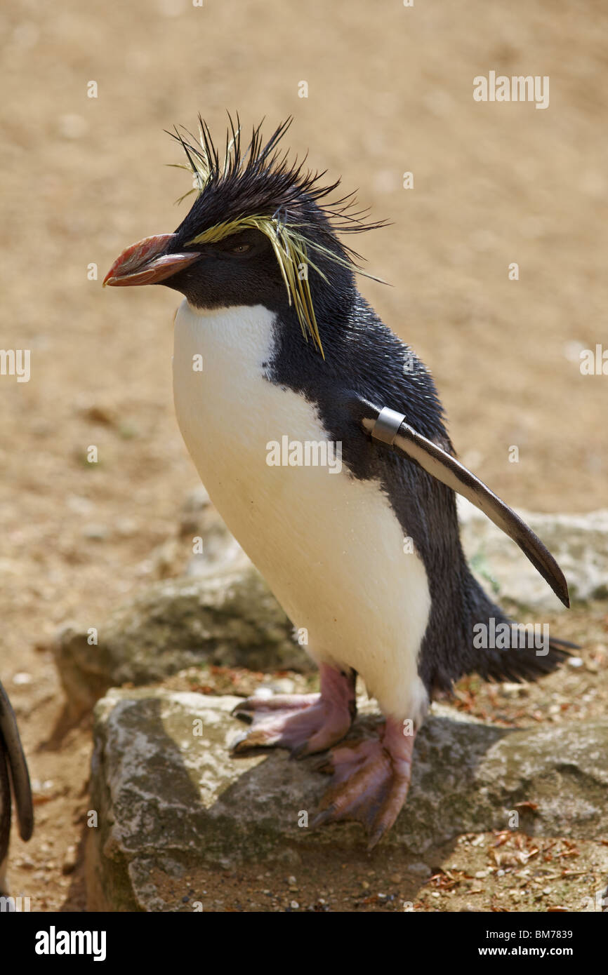 Ein Rock Hopper Pinguin in Whipsnade Zoo, England Stockfoto
