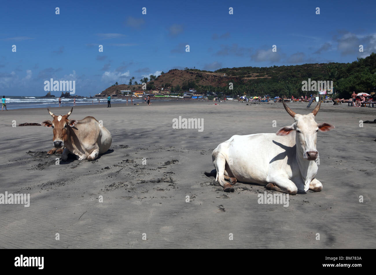 Kühe am Strand von Arambol im nördlichen Goa, Bundesstaat Goa, Indien. Stockfoto