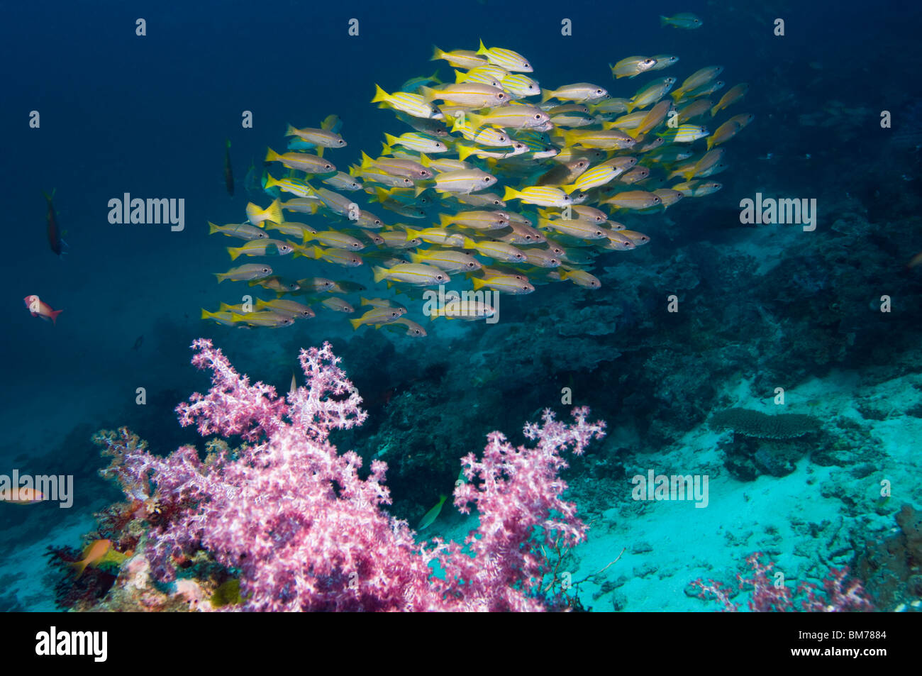 Großaugen-Schnapper (Lutjanus Lutjanus). Andamanensee, Thailand. Stockfoto