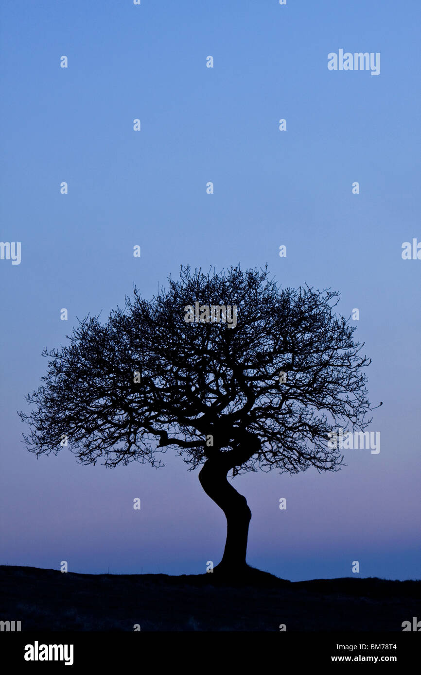 Einsame Eiche am Hang, Worcestershire, England, UK Stockfoto