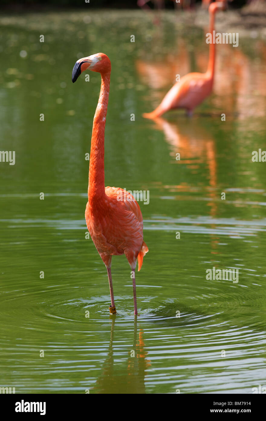 Karibik oder rosa Flamingo in Whipsnade Zoo, England Stockfoto