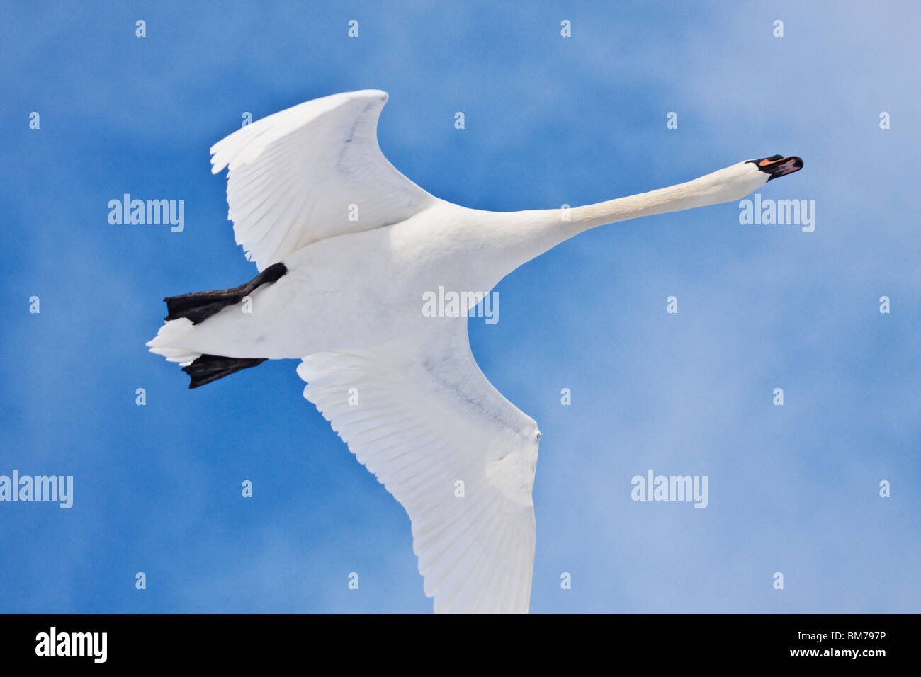 Höckerschwan im Flug gegen blauen Himmel, England, UK Stockfoto
