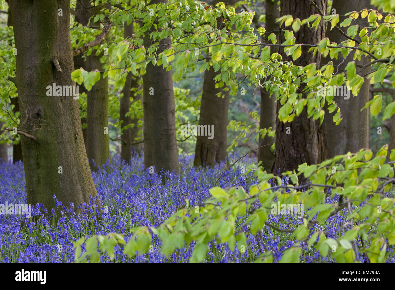 Glockenblumen in einem Buche Wald, England, UK Stockfoto