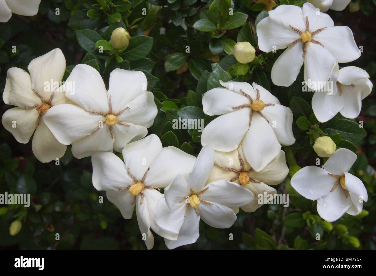 Duftende Sträucher Stockfotos & Duftende Sträucher Bilder Alamy