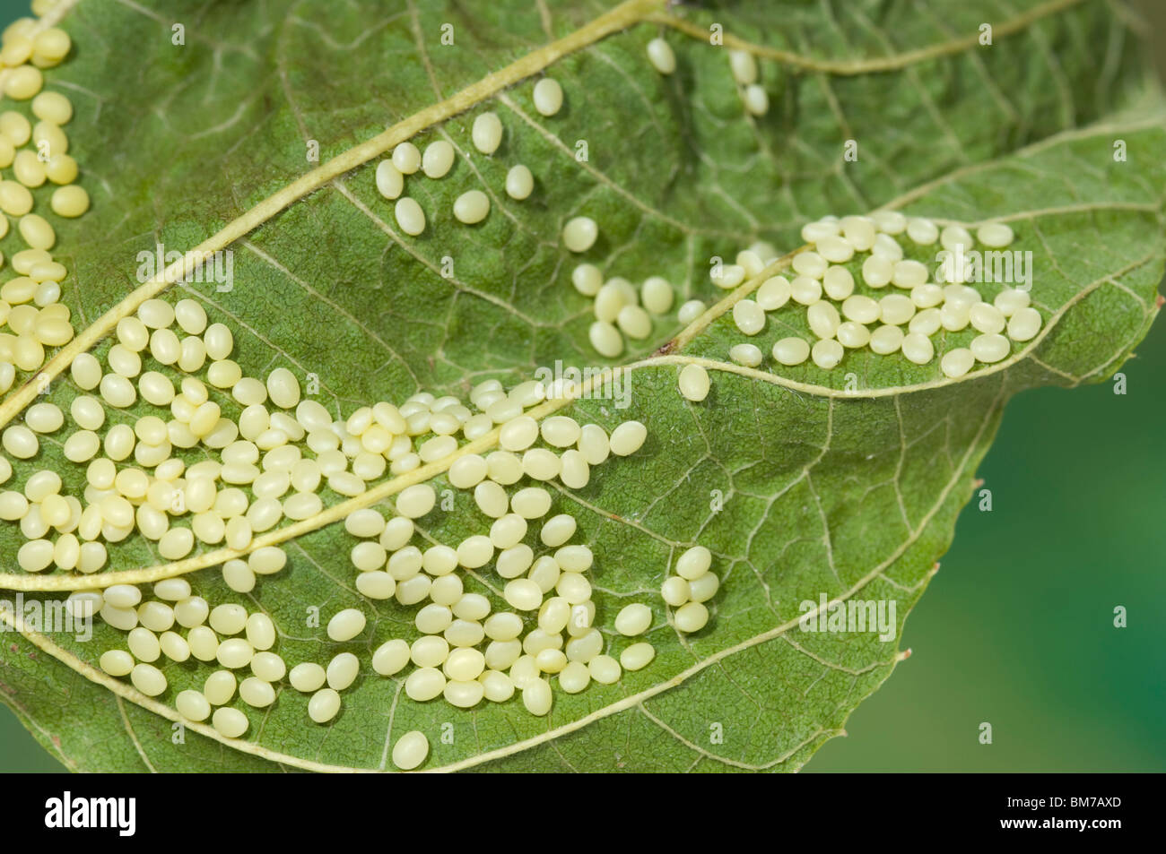 Seidenraupe Eiern auf Mulberry leaf Stockfoto