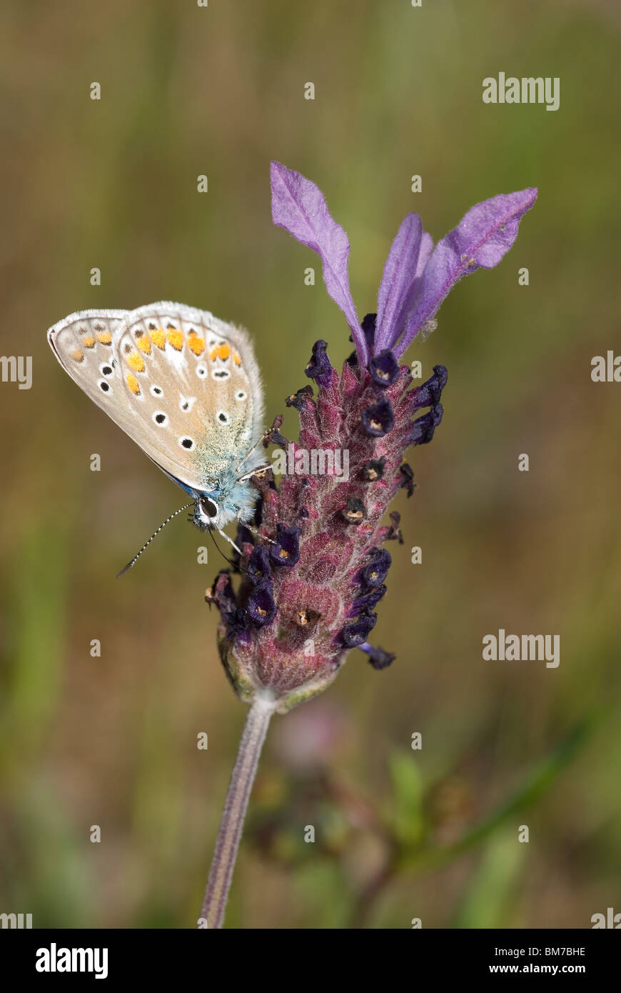 Gemeinsamen blauer Schmetterling (Polyommatus Icarus) auf einer Blume spanischer Lavendel (Lavandula Stoechas) Stockfoto