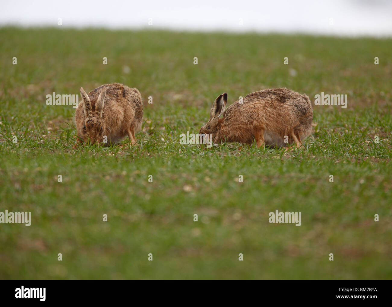 Fütterung im Winter Weizenfeld Feldhasen (Lepus Europaeus) Stockfoto