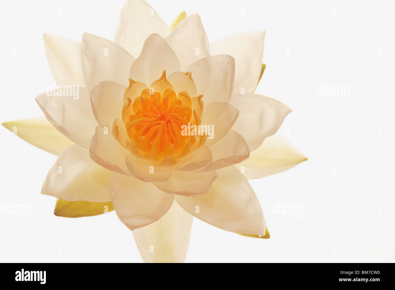 Eine weisse Lotusblüte Stockfoto