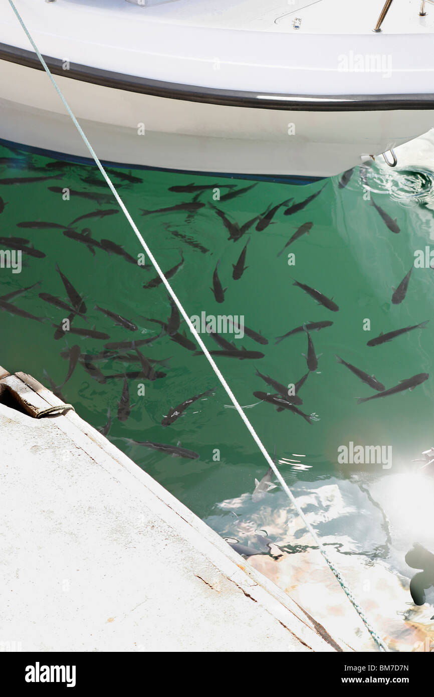 Eine Schule der Fische schwimmen in der Nähe ein festgemachten Boot Stockfoto