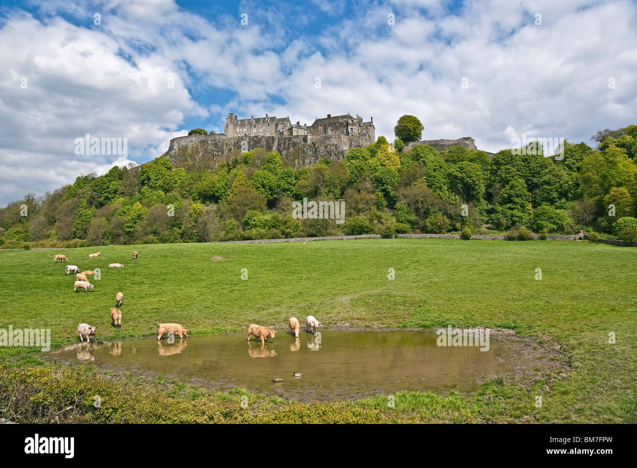 Stirling Castle in Schottland gesehen von Westen Kühe Baden und genießen das schöne Wetter Stockfoto