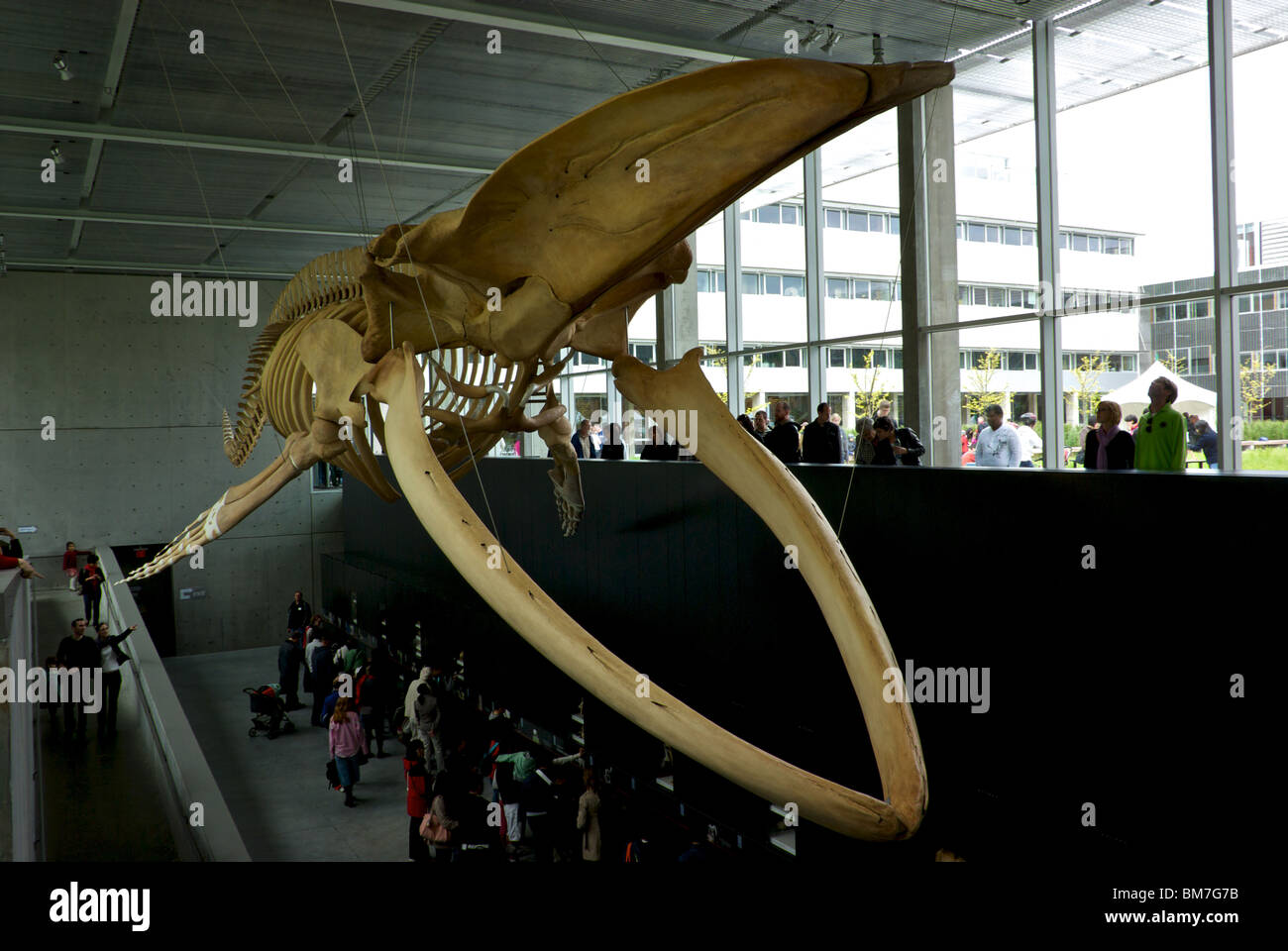Blauwal Balaenoptera Musculus Skelett zeigen Beaty Biodiversität Museum Vancouver BC UBC Campus Stockfoto