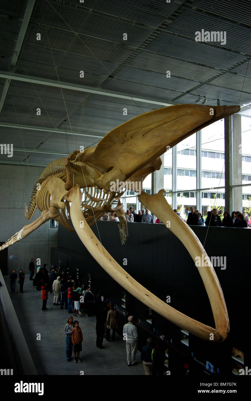 Blauwal Balaenoptera Musculus Skelett zeigen Beaty Biodiversität Museum Vancouver BC UBC Campus Stockfoto