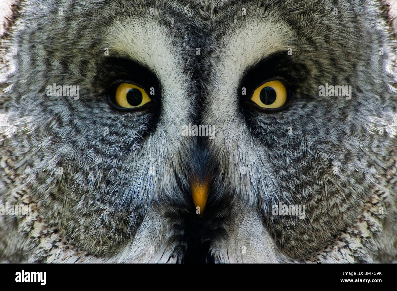 Großen grau-Eule oder Lappland Eule, Portrait, Strix nebulosa Stockfoto