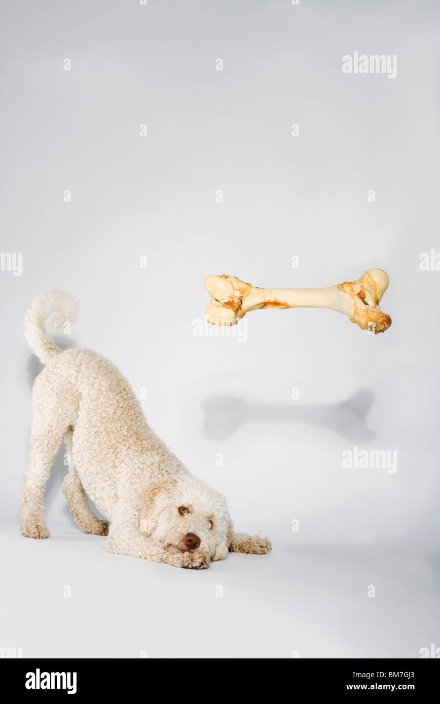 Ein Knochen schwebt über einem portugiesischen Wasserhunde Stockfoto