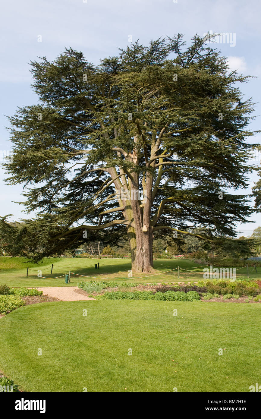 Einem ausgewachsenen Baum in Trentham Gardens Stockfoto