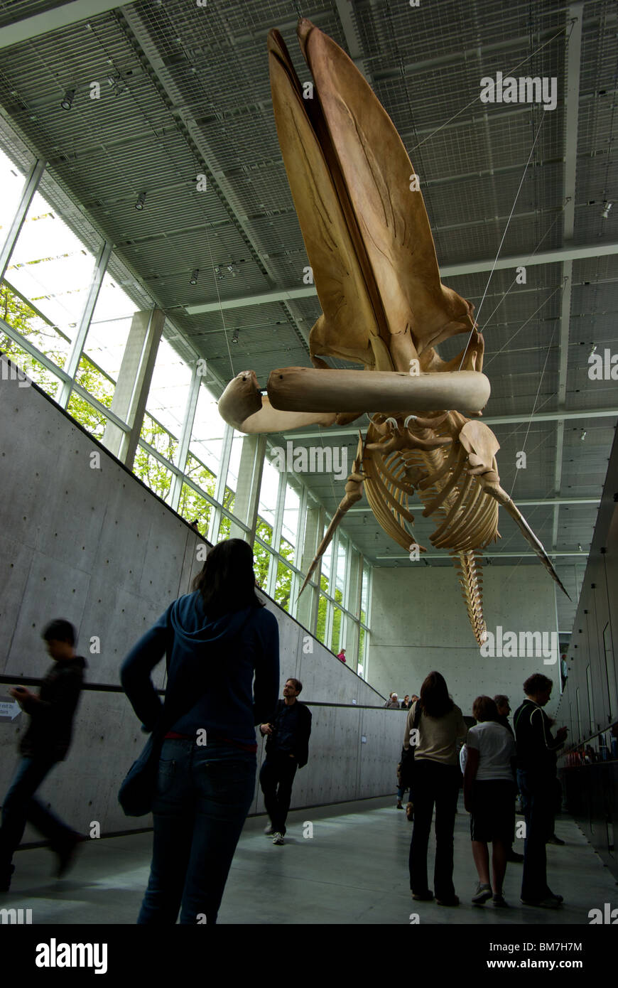 Besucher betrachten massive Blauwal Skelett zeigen Beaty Biodiversität Museum Vancouver BC UBC Campus Stockfoto