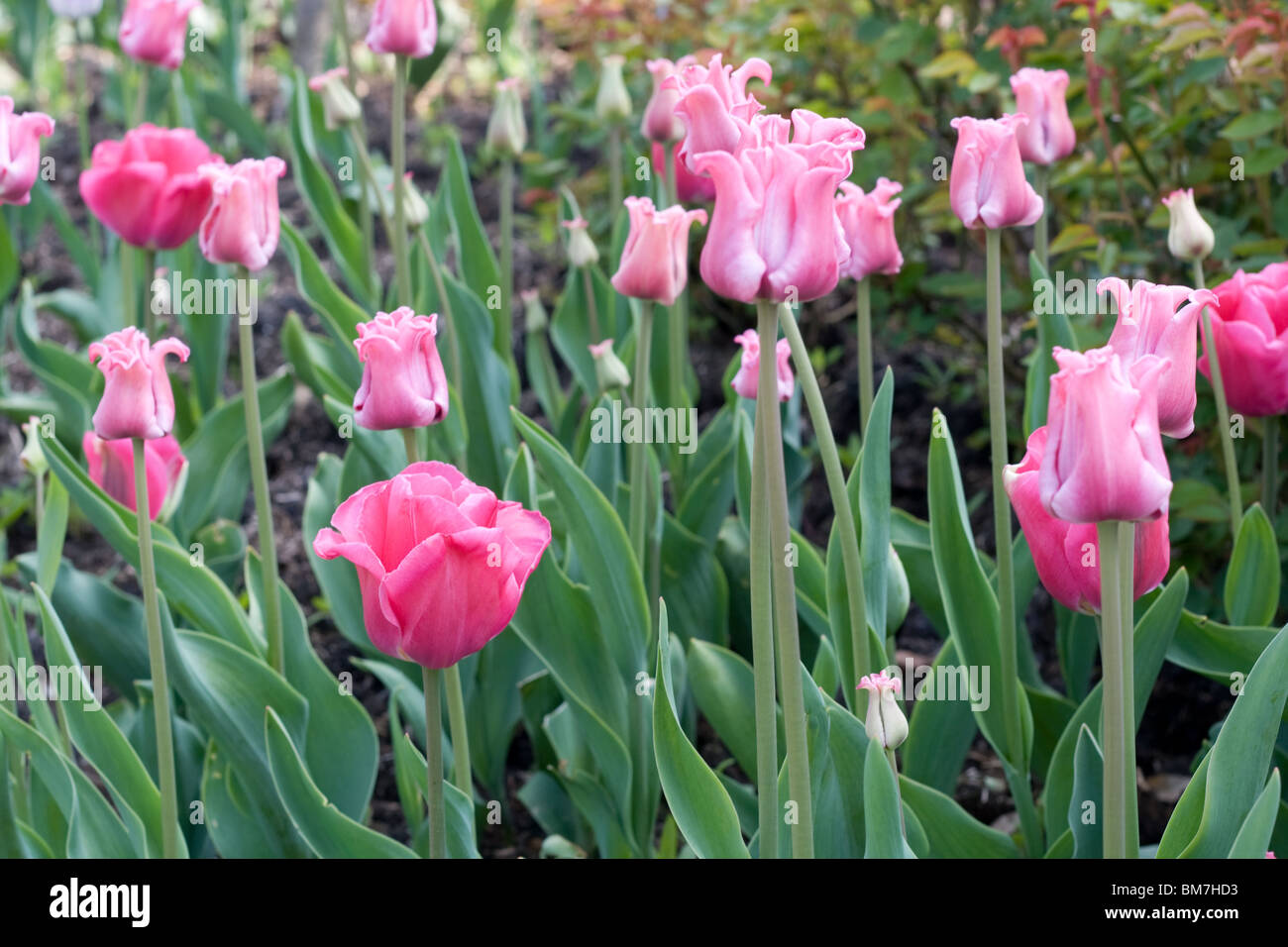 Rosa Tulpen Stockfoto