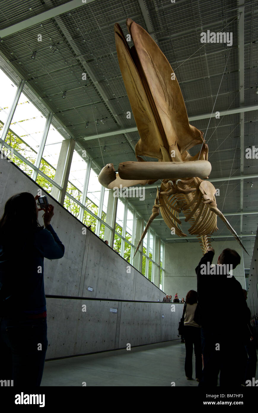 Frau Blau Walskelett fotografieren zeigen Beaty Biodiversität Museum Vancouver BC UBC Campus Stockfoto