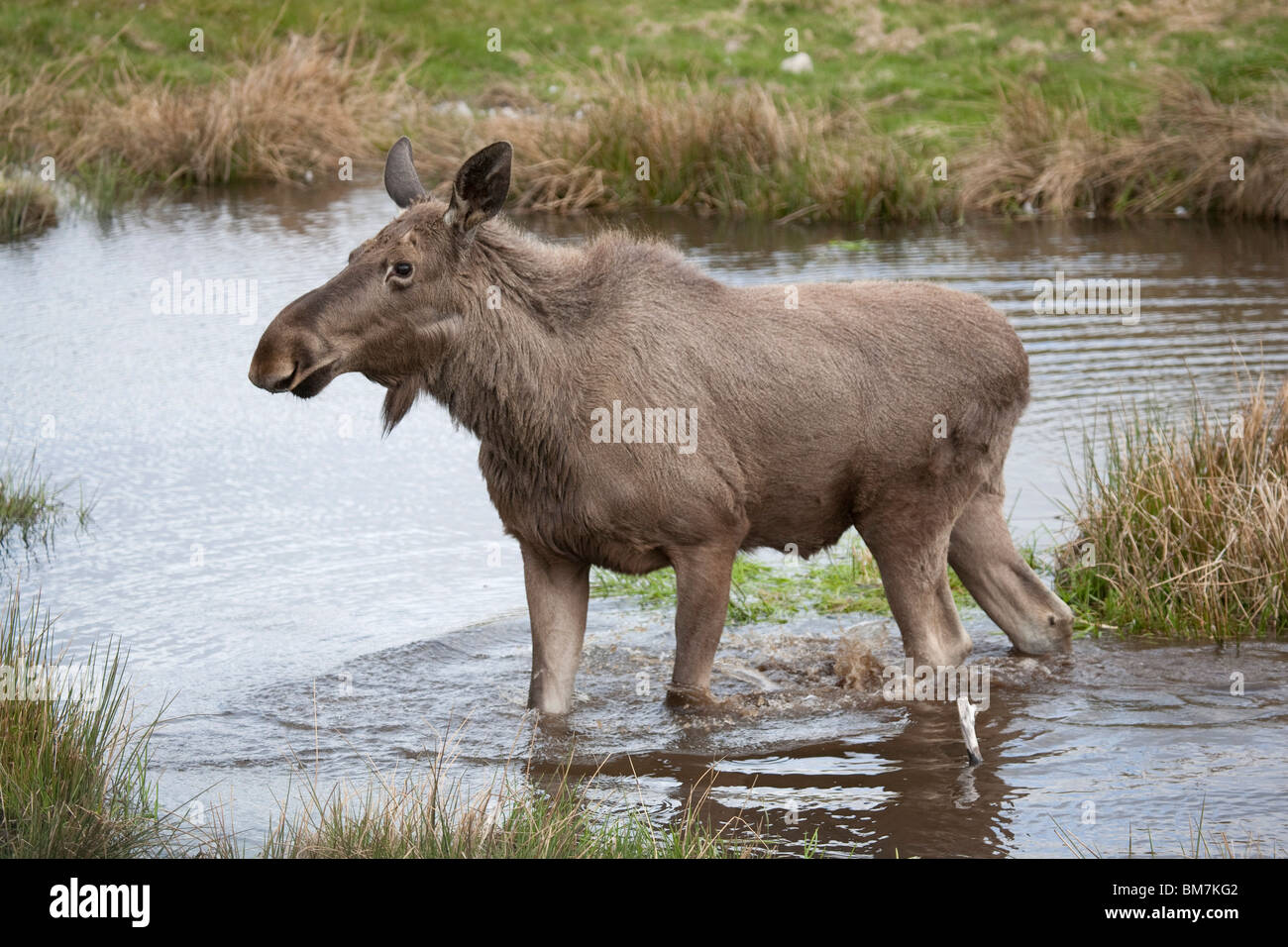 Gemeinsamen Europäischen Elch-Alces Alces fording einen Strom in den schottischen Highlands genommen unter kontrollierten Bedingungen Stockfoto